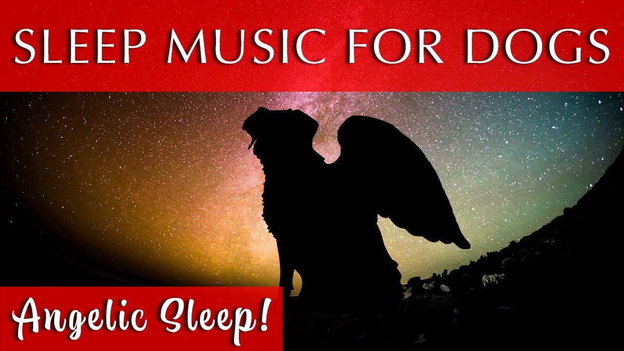 Super Sleep Music for Dogs | The Sleep of Angels
