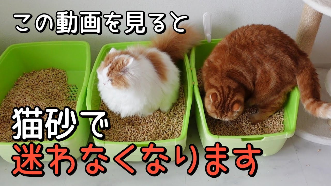 【猫4匹】猫砂迷子さん必見！臭わない猫砂がこちらです #猫のいる暮らし#cocoちゃん