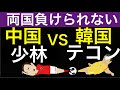 韓国対中国２次予選最終戦。韓国はポッド１をかけて、中国は最終予選進出をかけてどちらも負けられない、テコンサッカーV S少林サッカー