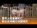 非洲豬災