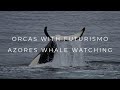 Orcas with futurismo azores whale watching