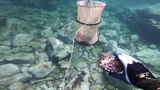 #１【素潜り】アワビ漁　abalone diving