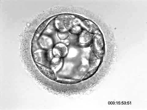 Development of hatching Embryo (blastocyst stage)
