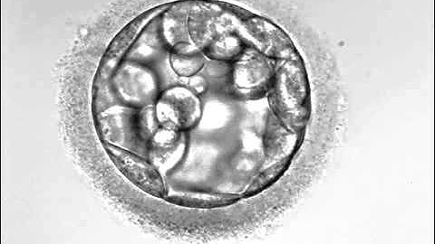 Development of hatching Embryo (blastocyst stage)