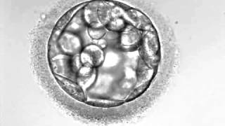 Development of hatching Embryo (blastocyst stage)