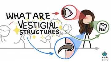 What are vestigial structures? And you have them?
