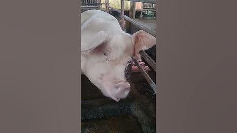 Unlocking the Secrets of Sow Breeding