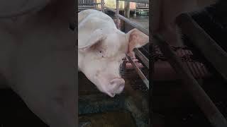 Unlocking the Secrets of Sow Breeding
