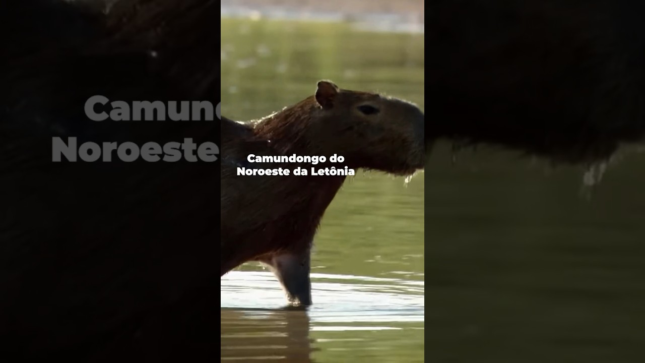 OTORRINOLARINGOS #humor #documentario #dublagem