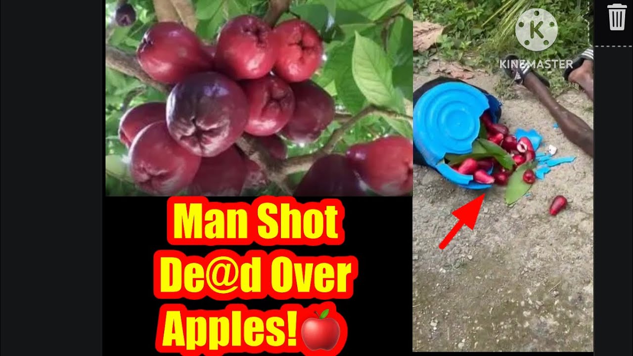Man Loses Life Over Apples In Belfield ,St Mary!! YouTube