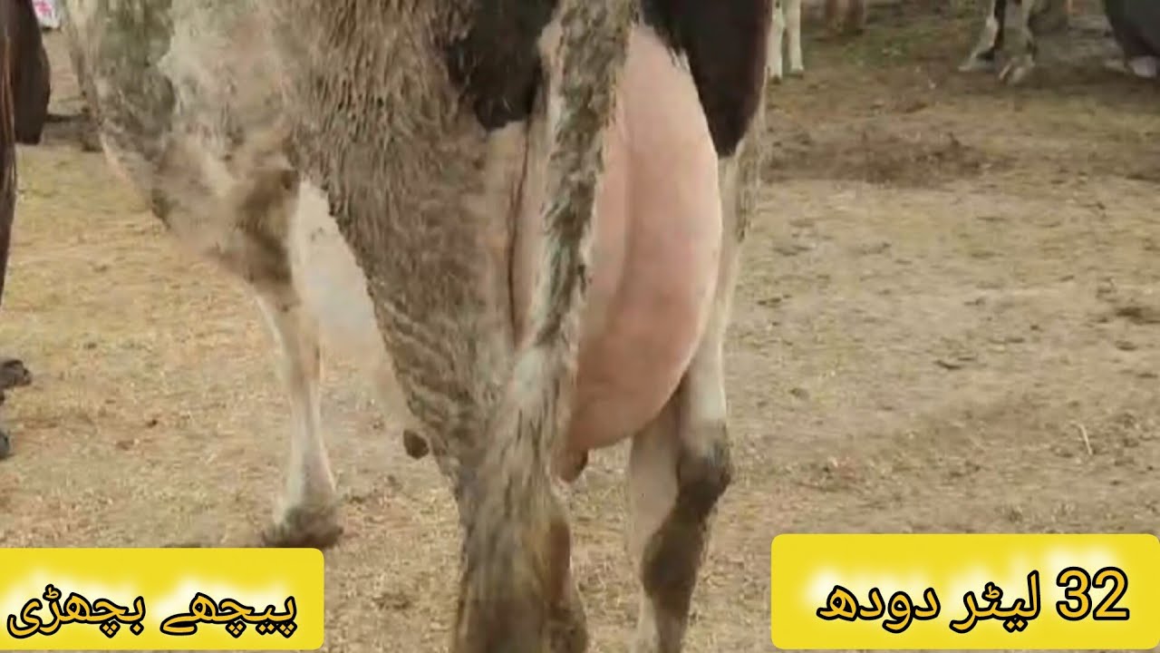 🌟ماشاءاللہ! چولستانی فریزین گائے کی روزانہ کی اپڈیٹ | رابطہ کریں: 03067258072✨