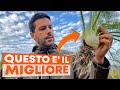 FINOCCHIO Maschio e Femmina: come RICONOSCERLI