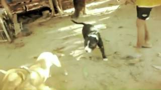 Tabasco Rat Rod Pit Thailand