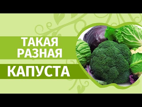 Пекинская, брокколи и кольраби: обязательно посейте такую капусту этой весной.