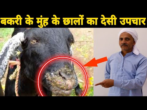 वीडियो: बकरियों में मांगे का इलाज कैसे करें?