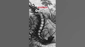 The saliva is mightier than the sword.#urbanlegend #folklore #yokaiwatch #yokai #mythology