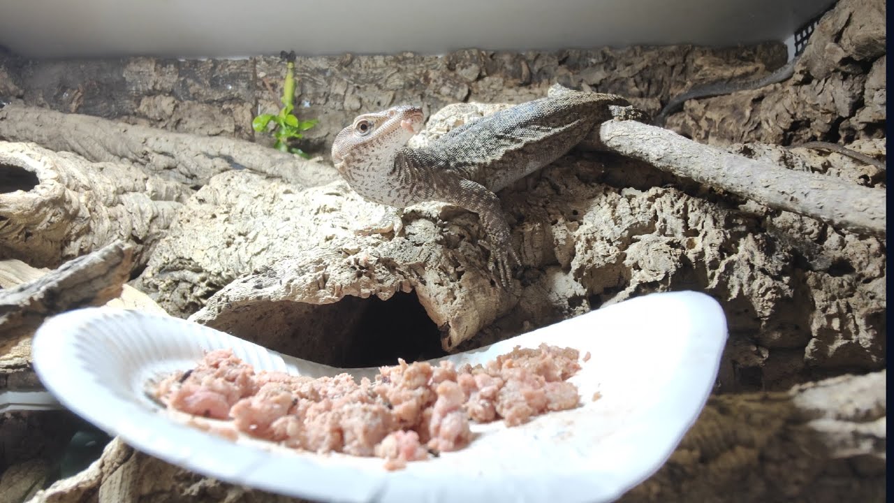 Black Headed Monitor Lizards Eating Beef Heart YouTube Black Headed Monitor Lizards Eating Beef Heart YouTube
