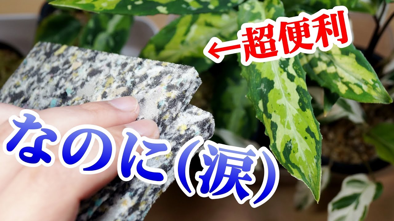 水が大好きな観葉植物の根腐れを防ぐ！でも、これ…