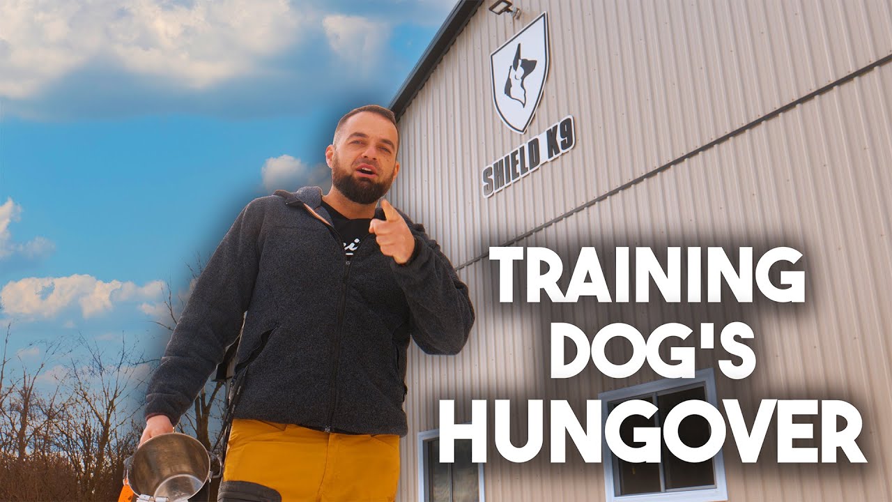 The best way to Train IGP Dog Sport 😈 - YouTube