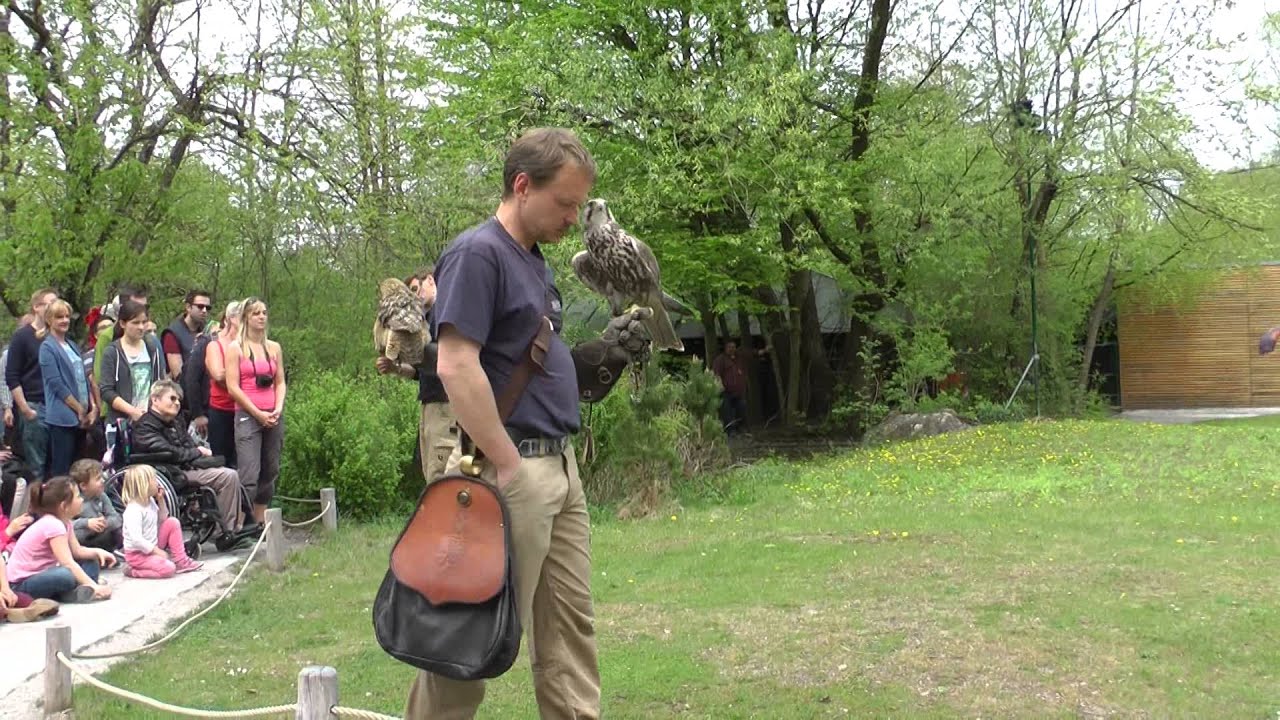 video phone beyonce mp3 Greifvogel - Show im Tierpark Hellabrunn in München