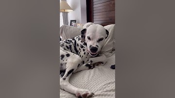 Would you get a Dalmatian?! #dogs #shorts #dalmatiandog