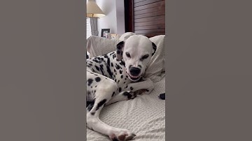 Would you get a Dalmatian?! #dogs #shorts #dalmatiandog