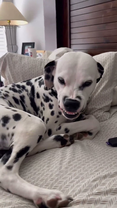 Would you get a Dalmatian?! #dogs #shorts #dalmatiandog