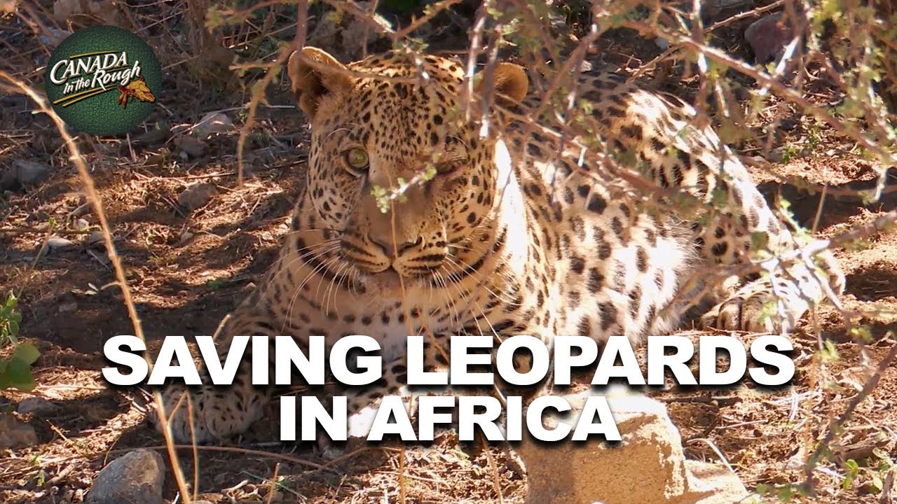 Saving Dangerous Big Cats In Africa (Amazing Leopard Encounter) YouTube