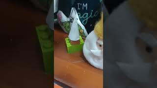 Gnomes Vs Knights Collection gnomesvsknights knights gnomes  viral shortsancientwar