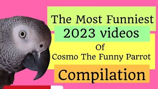 Compilation Of The Most Funniest 2023 Videos Of Cosmo The Funny Parrot🤣 #animals #pet #bird #funny