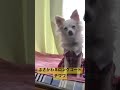 口笛に中途半端に反応するぶさかわチワワ #shorts