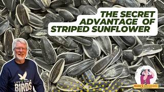 The Advantages of Striped Sunflower Seed for Backyard Bird Feeders