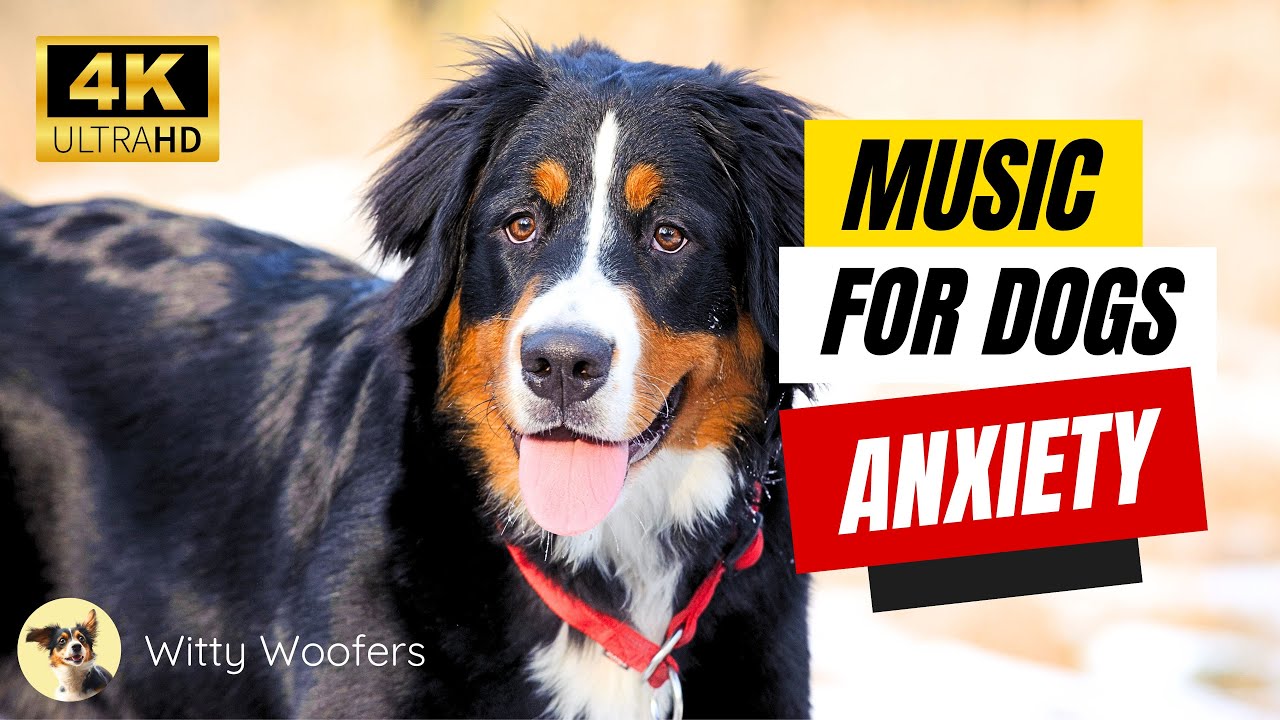 Stress Relief for Pets! Soothing Dog Anxiety Music 🐕 Witty Woofers