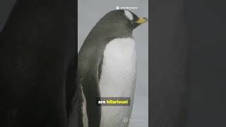 #FunnyBirds #BirdFails #YouTubeShorts #AnimalComedy #Parrots #ViralMoments #StockFootage