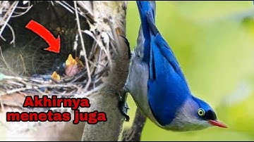 sarang burung rambatan di alam || akhirnya telur burung rambatan menetas juga