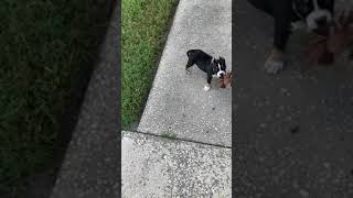 Twt Bulls Legend Daughter Update Black Tri