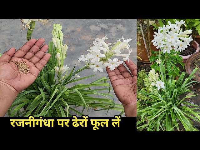 Rajnigandha Plant Care Tip Get More