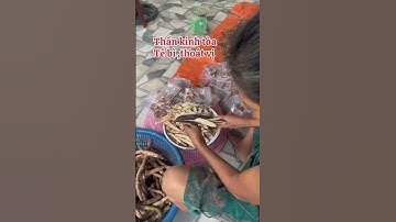 Thiên niên kiện trị xương khớp, thần kinh tọa, thoát vị đĩa đệm. #Thuốc nam