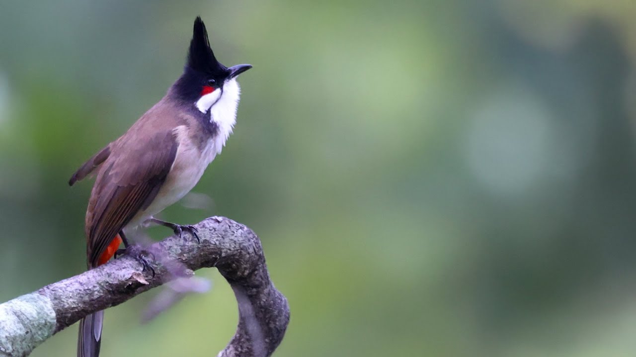 Red whiskered bulbul female - YouTube
