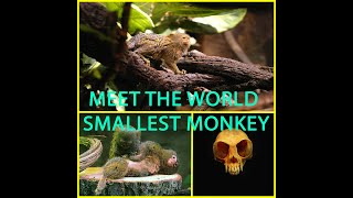 Meet Worlds Smallest Pocket Monkey
