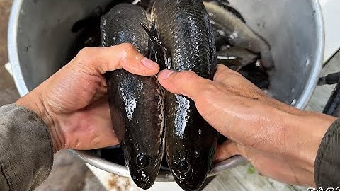 Cắm Câu Cá Lóc Mùa Lạnh, Số Lượng Khá Nhiều!