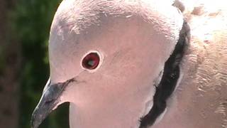 Sierpówka Streptopelia Decaocto Oświęcim 23.06.2011R.
