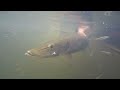 2025 Northern Ontario Musky Fishing