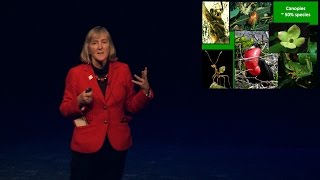 Voices of Discovery | Meg Lowman, Ph.D.