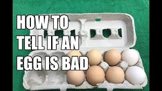 How To Tell If An Egg Is Bad How To Tell If An Egg Is Bad