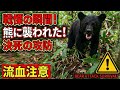 【danger】Fighting an attacking bear！Bear's amazing speed and power熊に襲われた！【戦慄の瞬間】熊に遭遇して襲われる！必死に戦う一部始終！