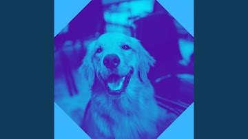 Pulsating Ambience for Doggy Wellness