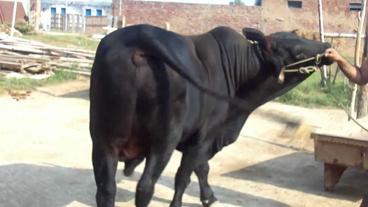 Big bull for qurbani in qafla valley - YouTube
