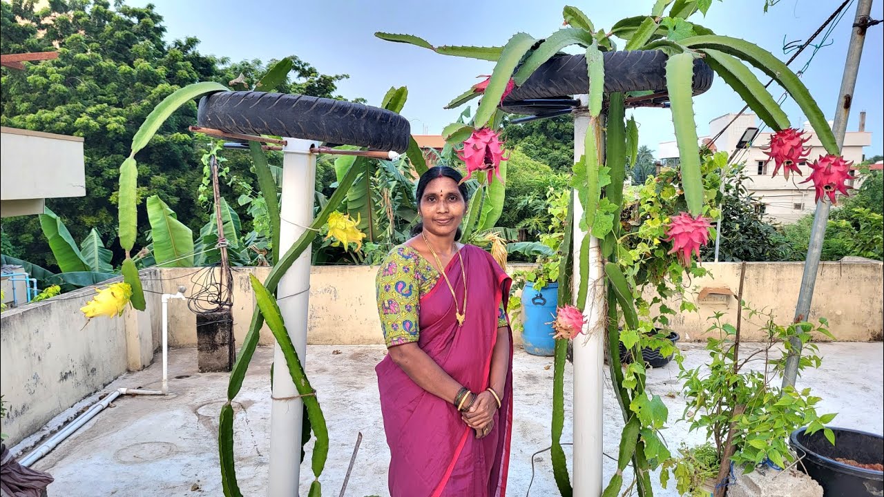 Golden yellow, Thaiwan pink, Siam రెడ్ dragon fruit హార్వెస్ట్ 