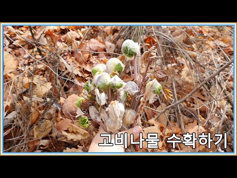 고비나물 2차 수확하기 재미있는 나물 수확 고비나물 끊어지는 소리는?[시골이야기][하늘진]